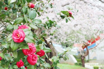 전북 군산 가볼만한곳 은파 호수공원 유원지 벚꽃 드라이브 코스