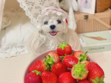 강아지 딸기 급여 시 좋은 점과 주의할 점/ 딸기 세척 시 알아두면 좋은 팁