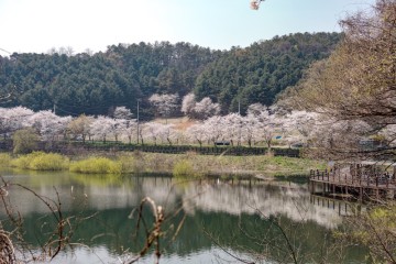 대전 근교 벚꽃명소 충남 여행 세종 고복저수지 벚꽃 나들이 드라이브코스 팁