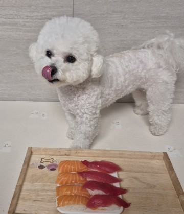 강아지가 먹어도 되는 생선 연어와 참치 효능! 생연어회 참치회 참치캔 섭취는?