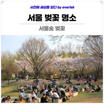성수동 서울숲 벚꽃 : 서울 벚꽃 명소 피크닉 데이트 놀거리 가볼만한곳