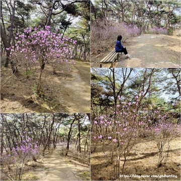 4월 꽃구경 여주 세종대왕릉 진달래숲길 개방기간 개화상태