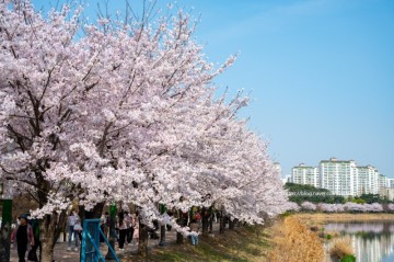 수원 만석공원 벚꽃 실시간 만개 90% 이제 곧 꽃비 내릴 듯! 만석공원 주차장