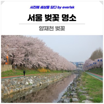 양재천 벚꽃 : 양재시민의숲 서울 벚꽃 명소 봄나들이 꽃구경 핫플