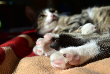 고양이 셀프미용 발바닥 털 밀기 제거 바리깡 사용방법 청소방법