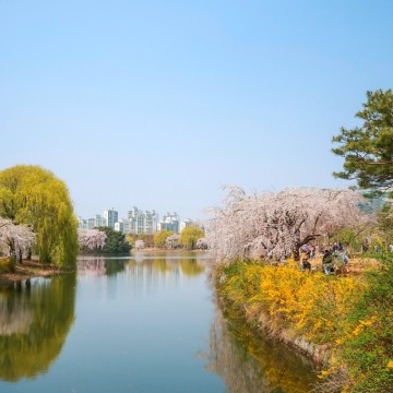 일산호수공원 벚꽃 명소 봄데이트 가볼만한곳 추천