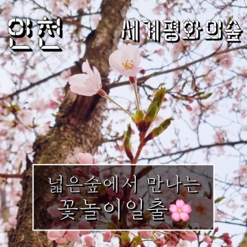 영종도 벚꽃 세계평화의숲 벚꽃 일출 아침 꽃놀이 (인천 중구)