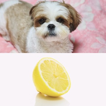 강아지 레몬즙 레몬물 먹어도 될까? 레몬 주의 점