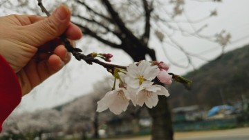 천안 드라이브 코스 가볼만한곳 벚꽃 명소 위례 봄 여행 볼거리 감탄 연발