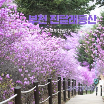 서울 근교 부천 갈만한곳 원미산 꽃구경 부천 데이트코스 진달래동산