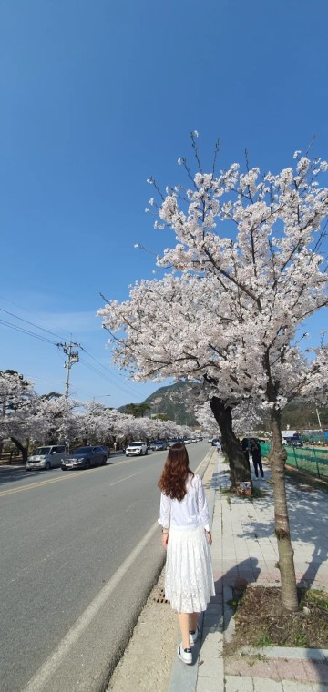 벚꽃 나들이 대전 카이스트, 한밭수목원, 현대아울렛, 테미고개, 동학사, 세상에서 가장 긴 벚꽃길