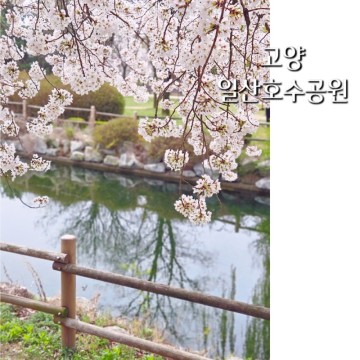 고양 일산 벚꽃 명소 일산호수공원 피크닉 2024 고양꽃박람회 기간