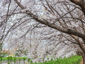 서울 4월 양화한강공원 벚꽃 피크닉 한강 다리 걷기 나들이로도 좋아