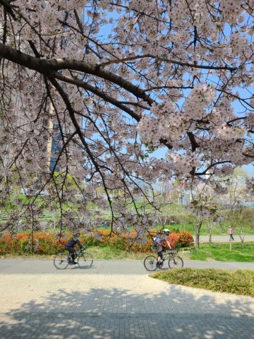 반포 한강공원 자전거 타고 여의도한강공원 벚꽃 라면 치킨 먹기