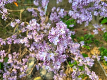 정원꾸미기 봄꽃 팥꽃나무 개화시기