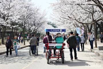 인천대공원 벚꽃 만개 동물원 자전거 텐트 그늘막 피크닉 명소