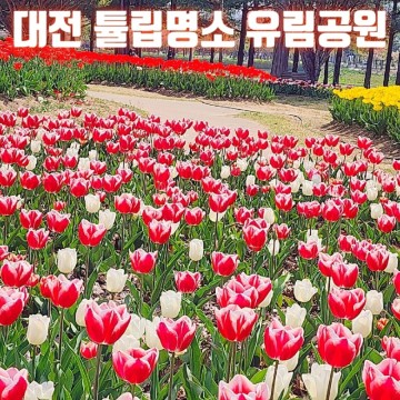 대전 가볼만한곳 튤립명소 유림공원
