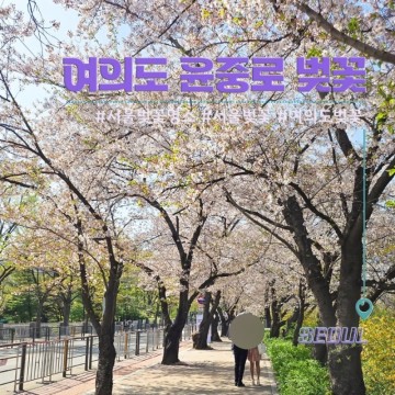 2024 서울 벚꽃 명소 여의도 윤중로 벚꽃 개화 실시간