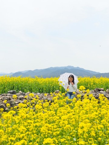 경주 유채꽃 분황사 청보리밭 꽃구경 4월 5월 가볼만한곳