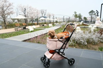 대전 애견동반 벚꽃 나들이 현대아울렛 대전점