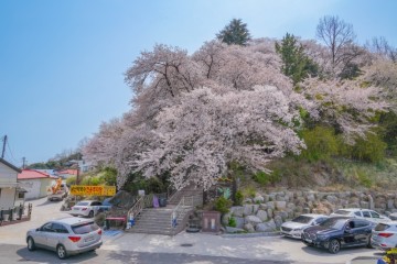 강릉 남산공원 벚꽃이 빨리피는 로컬 벚꽃 명소