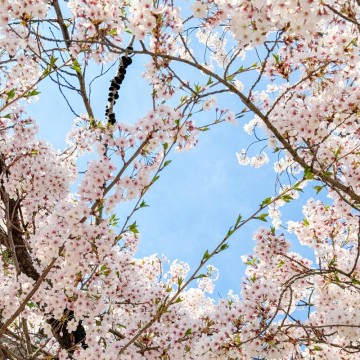 인천 벚꽃 명소 연수 벚꽃로(4월9일) 주말 인천 나들이 가볼만한곳