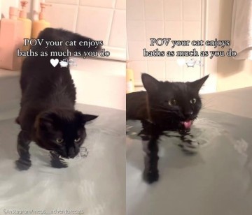 집사가 목욕하면 욕조 따라 들어와 물 마시는 고양이...'시원하다냥'