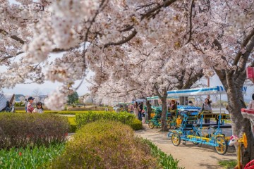 경포 벚꽃축제 경포호 벚꽃 튤립 실시간 개화상황