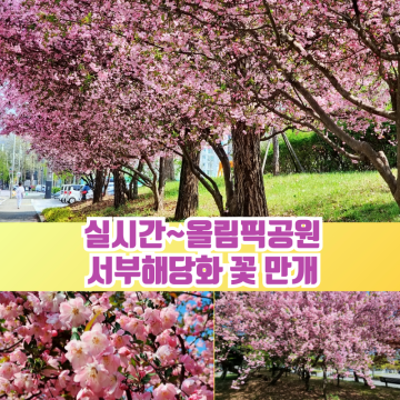 실시간~ 올림픽공원 서울 꽃구경 주말여행 추천 피크닉,서부해당화 만개