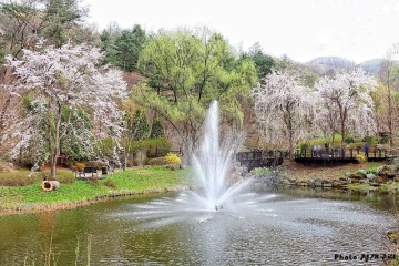 춘천 가볼만한곳 벚꽃 명소 제이드가든 산책로  볼거리 목련