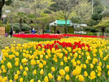전남 장흥 여행 봄에 가기 좋은 하늘빛수목원 튤립축제