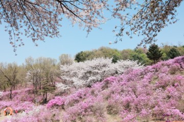 부천 원미산 진달래동산 벚꽃과 함께 실시간 꽃구경 갈만한곳 +주차장