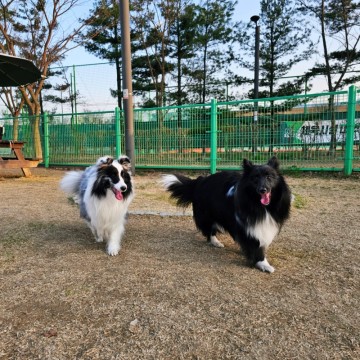 동탄 애견운동장, 여울공원 반려견 놀이터에서 강아지와 뛰뛰함