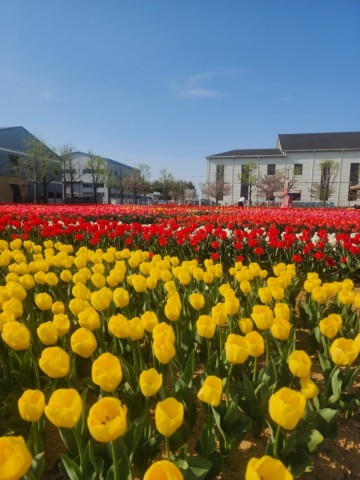 2024 평택 꽃나들이축제 기본정보 평택시 농업생태원 튤립 경기도 4월 꽃구경 아이와 가볼만한곳
