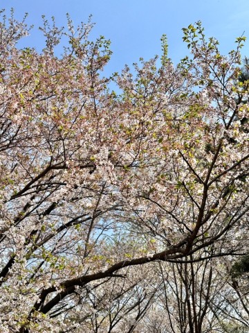 오산리 기도원 벚꽃 명소 파주 봄나들이 갈만한곳 돗자리 피크닉