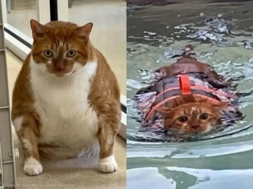 덩치 어마어마한 '비만 고양이'가 수영 시작했더니 이렇게 달라졌다?