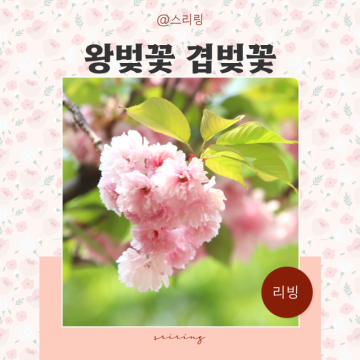 2024 왕벚꽃 겹벚꽃 명소 개화시기 벚꽃 꽃말