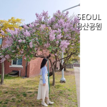 서울 용산공원 부분개방부지 & 용산가족공원 라일락 서부해당화 꽃놀이 명소