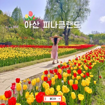 서울근교 꽃구경 아산 피나클랜드 튤립 축제 실시간 충청도 당일치기 여행 충남 가볼만한곳