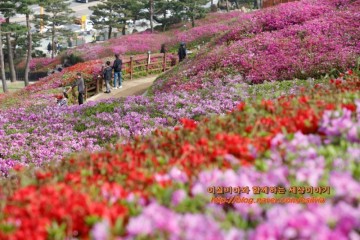 군포 철쭉축제 철쭉동산 봄 꽃축제 개화상황 4월 경기도 가볼만한곳