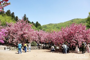 4월 전남 꽃구경 순천 선암사 겹벚꽃 명소 실시간 개화상황