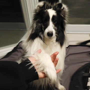 강아지 앞발, 손 훈련 하는 이유 및 방법