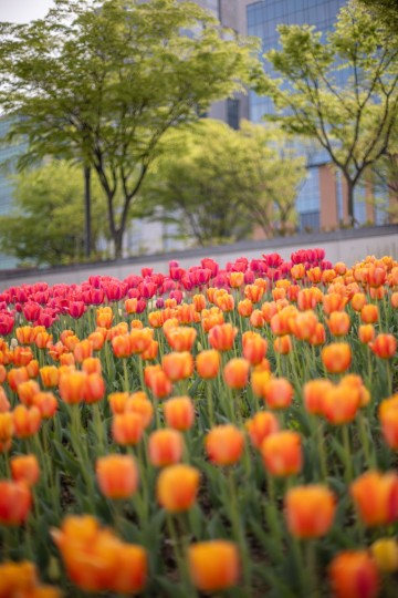 마곡 서울 식물원 공원 튤립 겹벚꽃 예쁜 요즘 야외 갈만한곳 피크닉도 추천~ 주차장