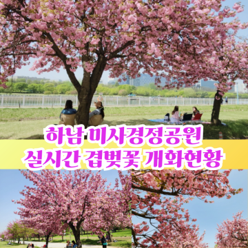실시간~ 미사경정공원 겹벚꽃 명소 경기도 하남 4월 봄꽃구경 주말 나들이 개화현황