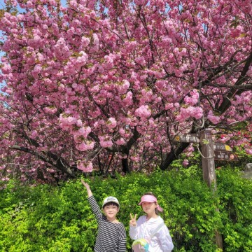 전주 완산칠봉 꽃동산 겹벚꽃 명소 개화시기 주차팁