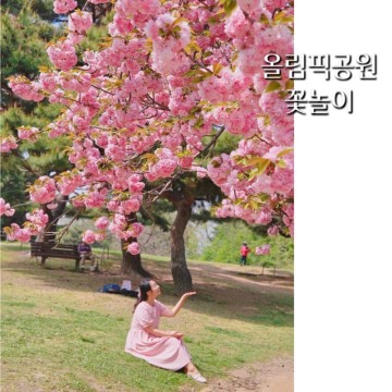 서울 올림픽공원 나홀로나무 잠실 겹벚꽃 위치 & 실시간