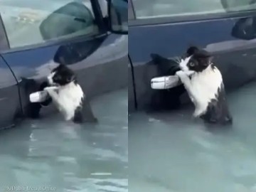 물에 잠긴 고양이, 자동차 문손잡이 잡고 젖은 몸으로 버티며 'SOS'