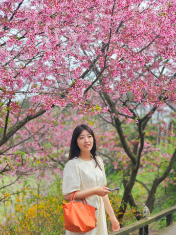 4월 봄꽃구경 🌸 천안 홍벚꽃 명소 나니아2560 카페