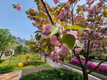 청주 근교 나들이 증평 보강천미루나무숲 겹벚꽃명소 추천
