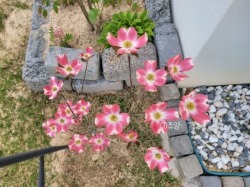 미산딸나무 묘목 키우기 미국산딸나무 체로키치프 봄꽃